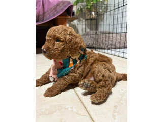 פודל חום גזעי ברמה הגבוהה