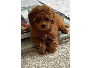 גורי פודל חום מהממים מחפשים