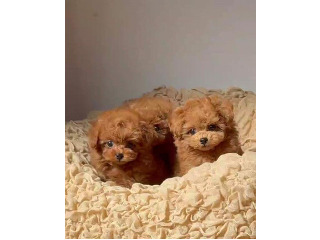 גורי פודל חום מהממים מחפשים