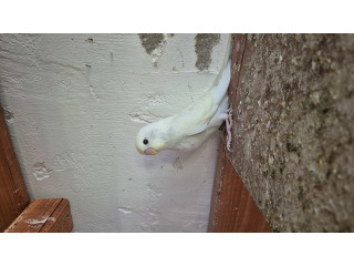 תוכונים במגוון מופעים צעירים ובוגרים