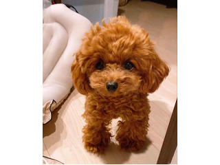 גורי פודל חום מהממים מחפשים