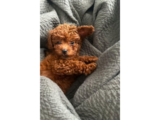 גורי פודל חום מהממים מחפשים