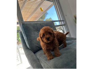 גורי פודל טוי בצבע אדום