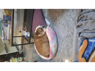 כלבים בולדוג אנגלי מכירה