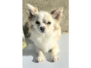 זכר ארוך שיער חתיך הורס
בן