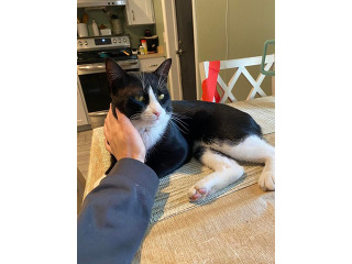 גורי בובטייל יפני למכירה
גורי