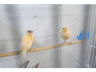 זוג כנריות (כנראה זכר ונקבה)