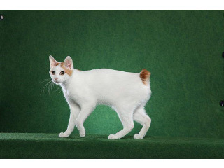 גורי בובטייל יפני למכירה
גורי