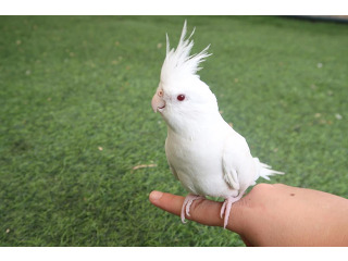 תוכי קוקטייל לבן עם עיניים