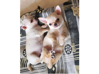 גורים זכרים,