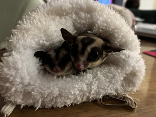 זוג שוגרים זכר ונקבה אפורים
מורגלים