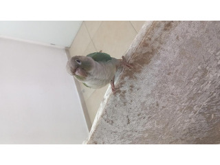 קוניור מתוק אמיתי האכלת יד