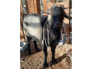 עז גמדי זכר בן כשנתיים