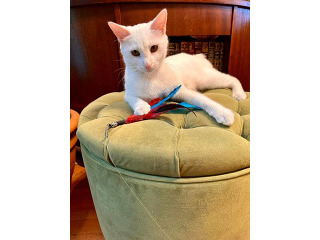 גורי בובטייל יפני למכירה
גורי