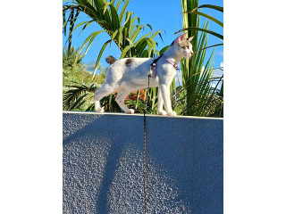 גורי בובטייל יפני למכירה
גורי