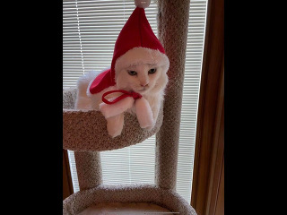 גורי בובטייל יפני למכירה
גורי