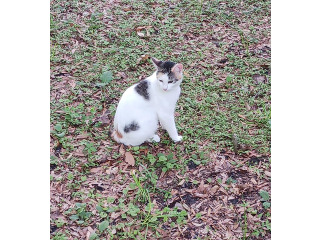 גורי בובטייל יפני למכירה
גורי