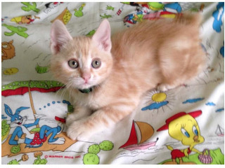 גורי בובטייל יפני למכירה
גורי