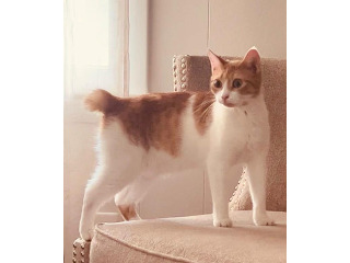 גורי בובטייל יפני למכירה
גורי