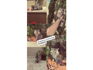 חתול פרסי מוכן לעבור לבית חדש, לא לאימוץ