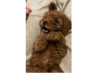 גורי פודל טוי / ננסי