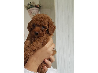 גורי פודל טוי / ננסי