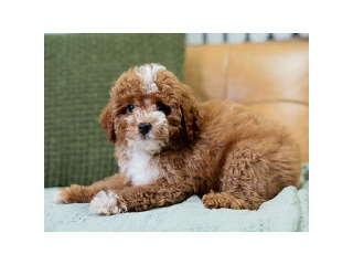 יש לנו גורי פודל זכרים