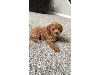 גורי פודל טוי / ננסי