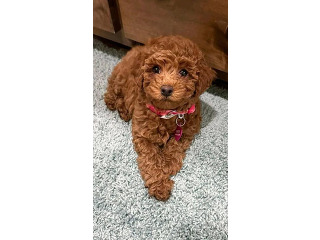 גורי פודל טוי / ננסי