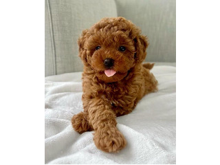 גורי פודל טוי / ננסי