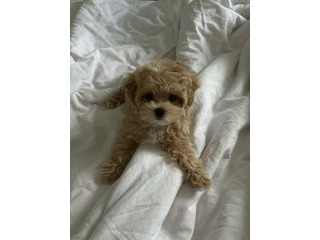 פודל חום גזעי ברמה הגבוהה