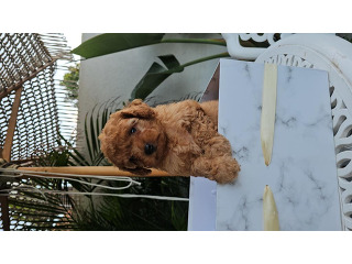 פודל חום גזעי ברמה הגבוהה