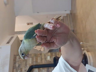 תוכי גרינציק האכלת יד מתוק