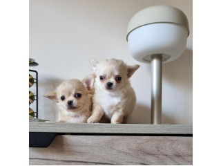 גורי ציוואווה