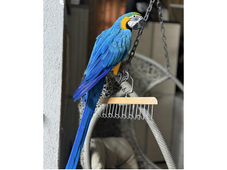 ארה בלו& גולד האכלת יד