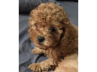 גורי פודל טוי (הכי קטן בגזע)