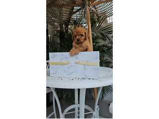 גורי פודל חום מהממים מחפשים