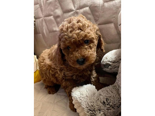 גורי פודל טוי / ננסי