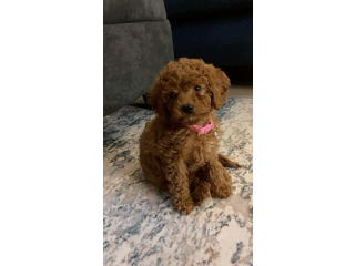 גורי פודל טוי / ננסי