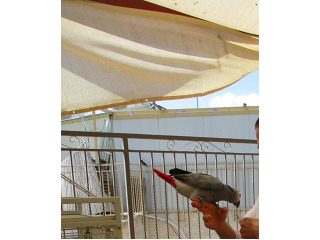 תוכי מעוד נחמד עם אוצר