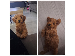 פודל טוי ננסי מתוק בן