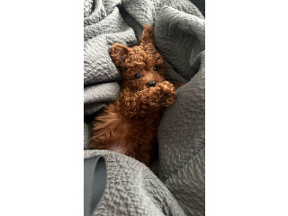 גורי פודל טוי / ננסי