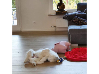 גורי סמויד למכירה
גורי למכירה!