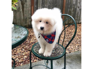 גורי סמויד למכירה
גורי למכירה!