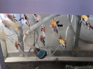 סקלרים מארבל מגידול בייתי גדלים