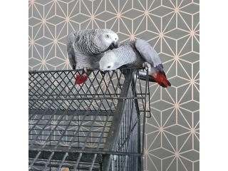 תוכים אפריקאים אפורים מדברים חמודים