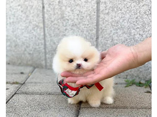 גורי פומרניאן חמודים ומקסימים לאימוץ