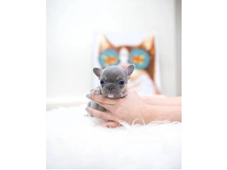 גורי בולדוג צרפתי אמריקאי חמודים