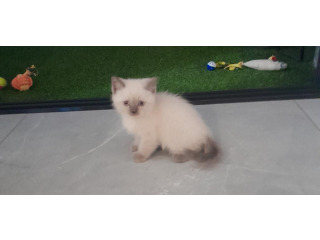 רגדול יפיפיה כולל חיסונים