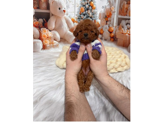 גורי פודל טוי / ננסי